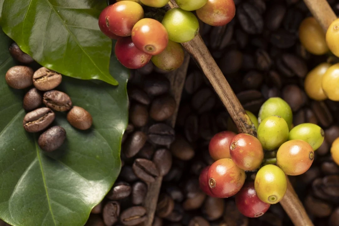 Customer Reviews On The Finest Coffee Bean Export Indonesia
