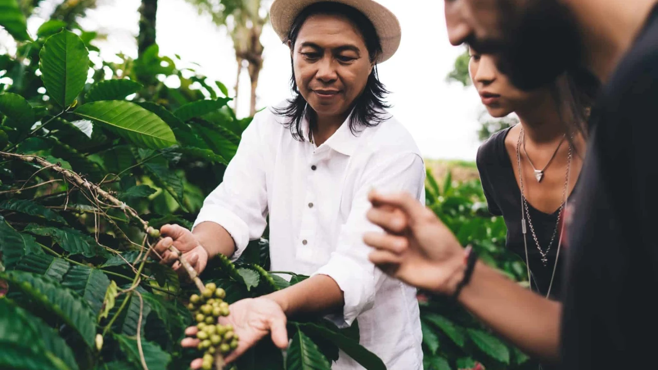 Ketinggian tanaman kopi