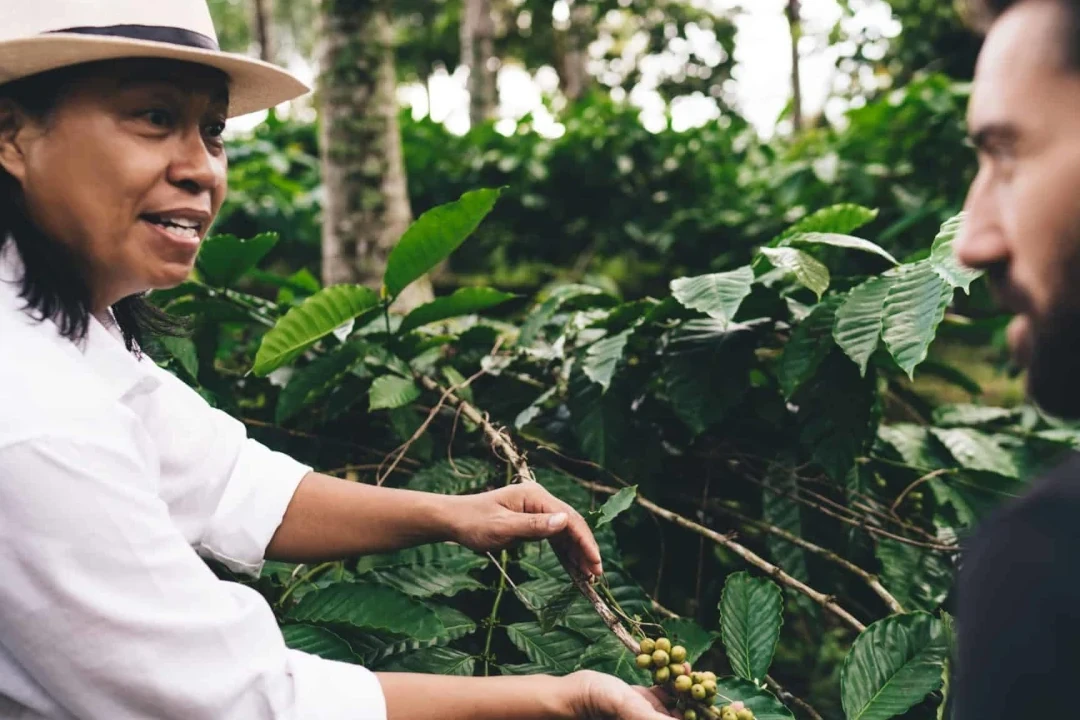 Why Does the Altitude of Coffee Plants Affect Coffee Flavor