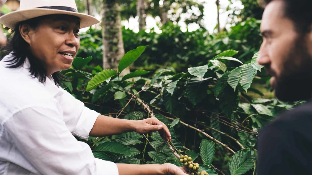 Why Does the Altitude of Coffee Plants Affect Coffee Flavor