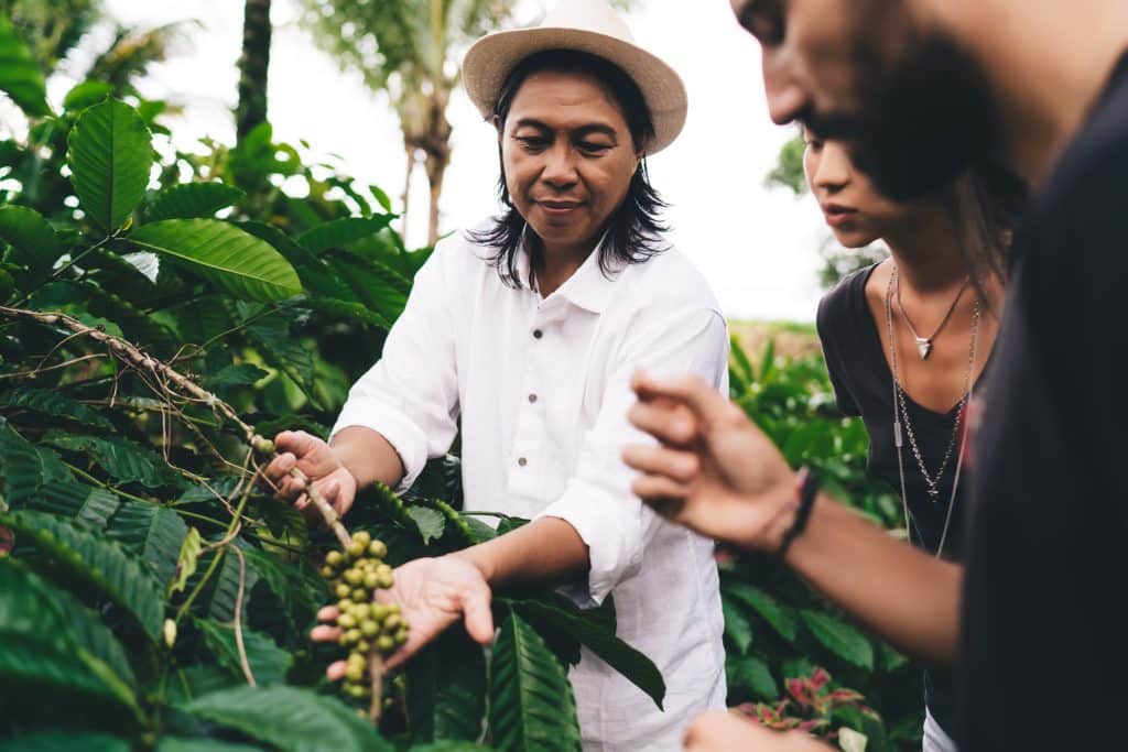 Ketinggian tanaman kopi