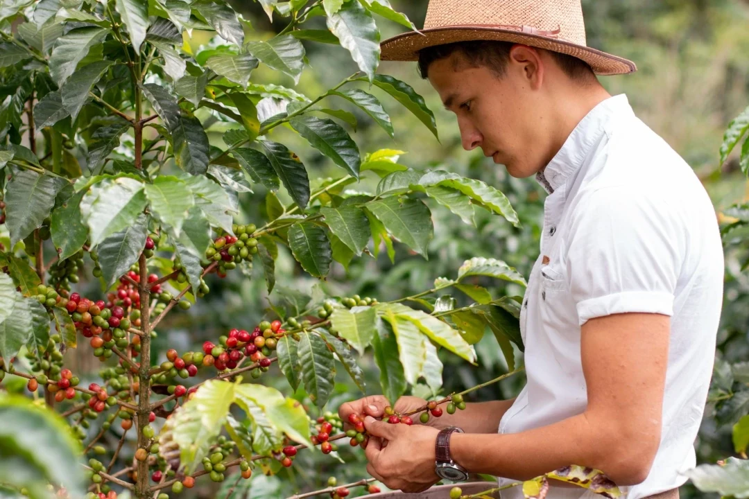 Rekomendasi Kopi House Blend dan Single Origin