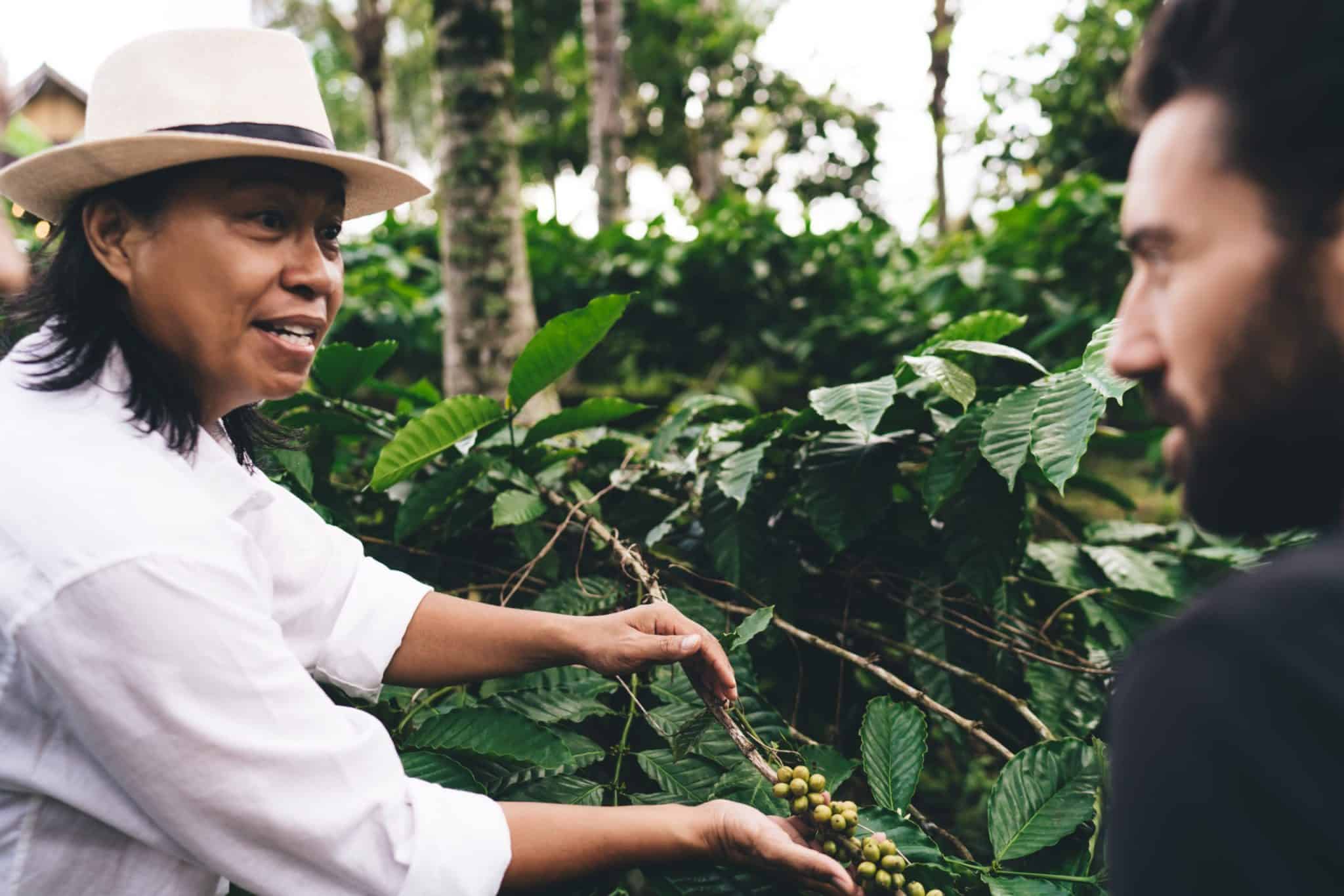 Why Does the Altitude of Coffee Plants Affect Coffee Flavor