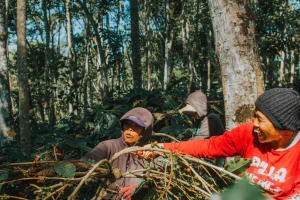 harga kopi yang lebih kompetitif di ketinggian kebun kopi