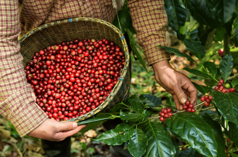 Kintamani Coffee