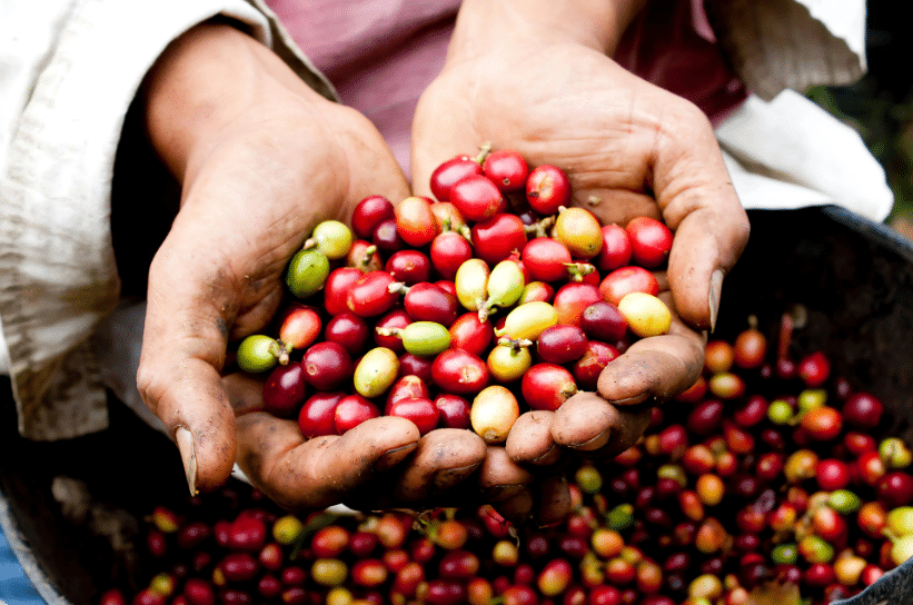Kopi Kintamani